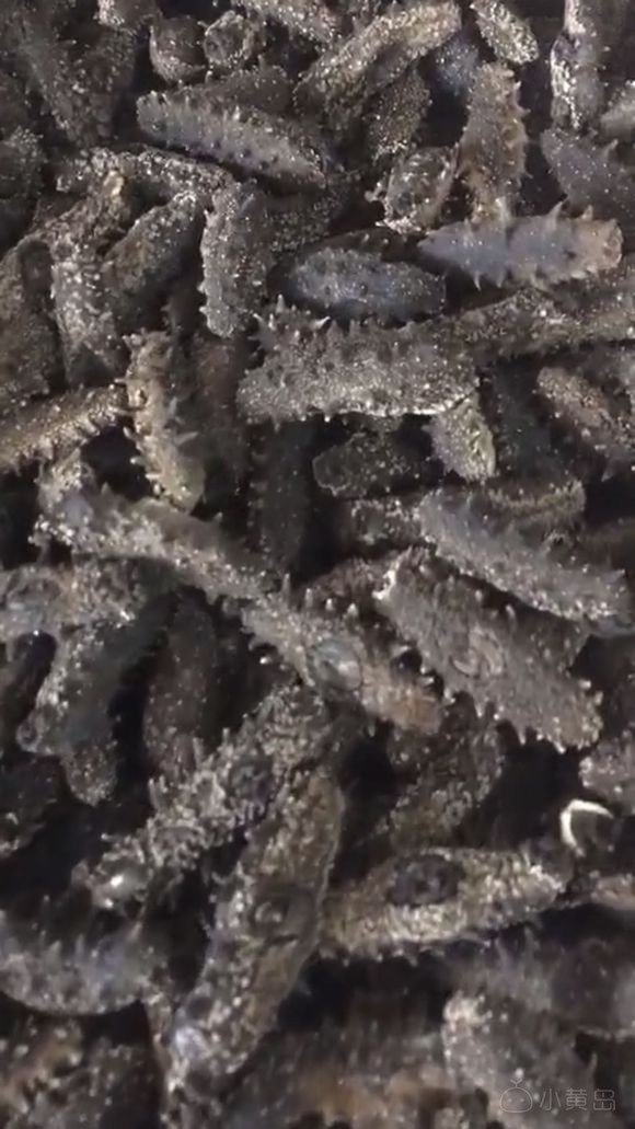 即食海参，干海参，绿色无添加，约起来吧