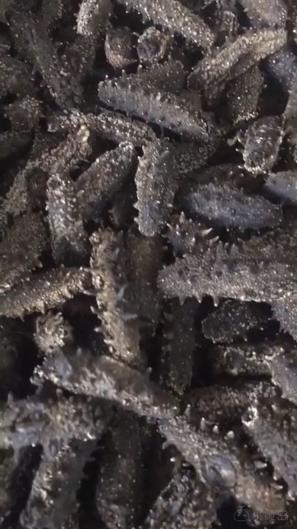 即食海参，干海参，绿色无添加，约起来吧