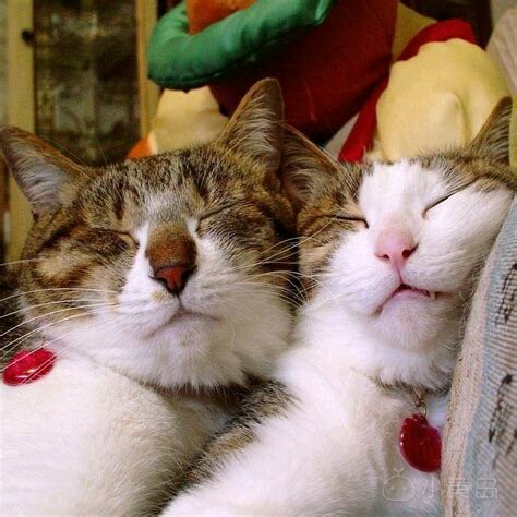 谁知道黄岛这里那里可以献血，正规地方，谢谢