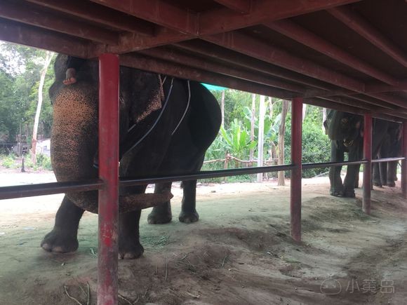 本人领队一枚，有需要泰国本土东西喊我