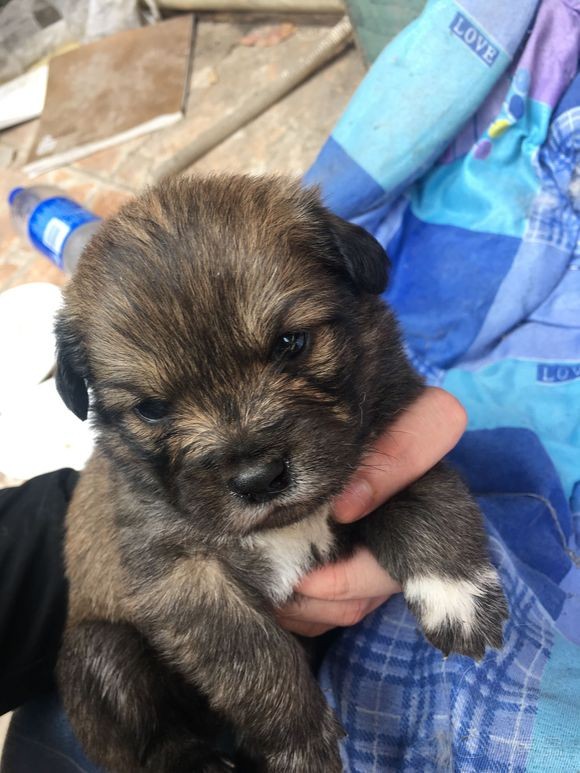 家里小狗生了，免费送！