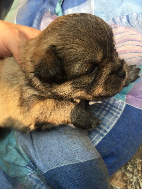 家里小狗生了，免费送！