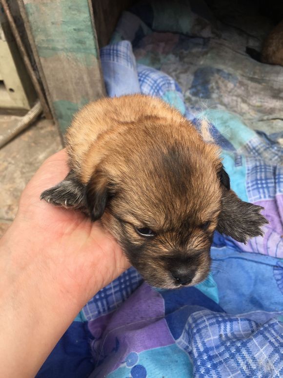 家里小狗生了，免费送！