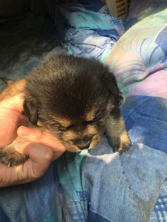 家里小狗生了，免费送！