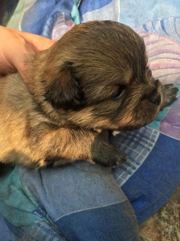 家里小狗生了，免费送！