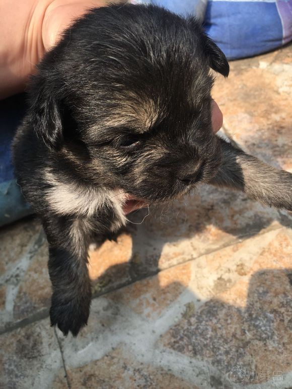 家里小狗生了，免费送！