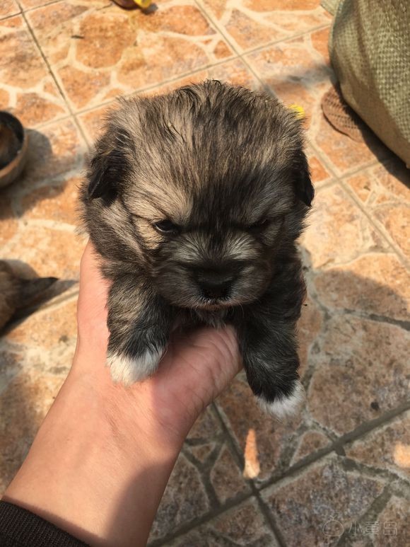 家里小狗生了，免费送！