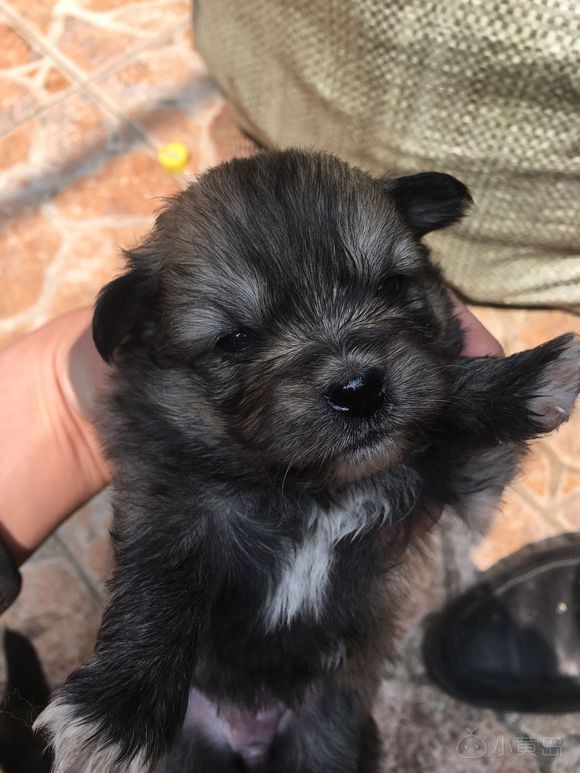 家里小狗生了，免费送！