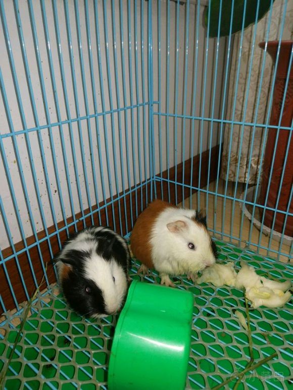 转让自养的荷兰鼠，一对。