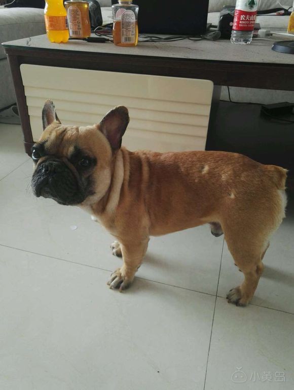 自养奶油血法国斗牛犬，品相没的说自观，一岁零一个月公，性格超