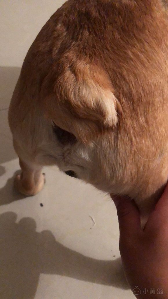 自养奶油血法国斗牛犬，品相没的说自观，一岁零一个月公，性格超