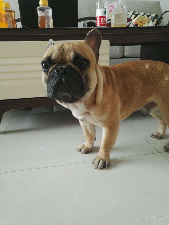 自养奶油血法国斗牛犬，品相没的说自观，一岁零一个月公，性格超