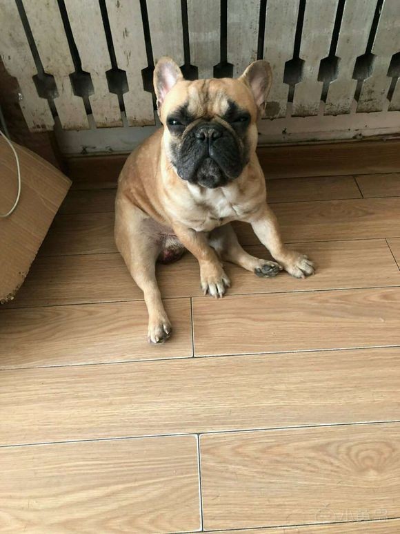 自养奶油血法国斗牛犬，品相没的说自观，一岁零一个月公，性格超