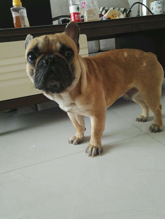 自养奶油血法国斗牛犬，品相没的说自观，一岁零一个月公，性格超