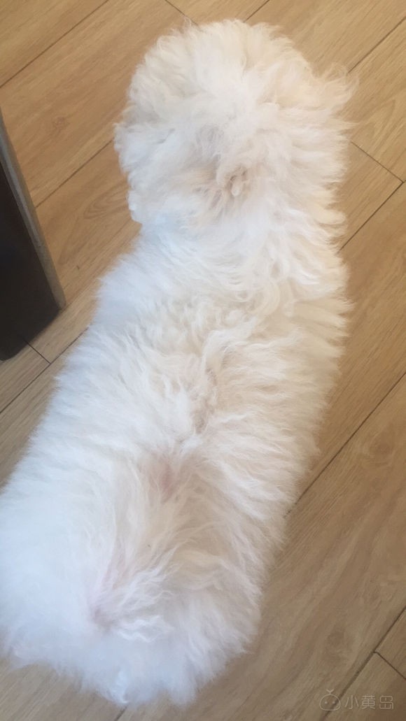 有没有想养狗的.公比熊.7个多月.找好心人.非诚勿扰.谢谢