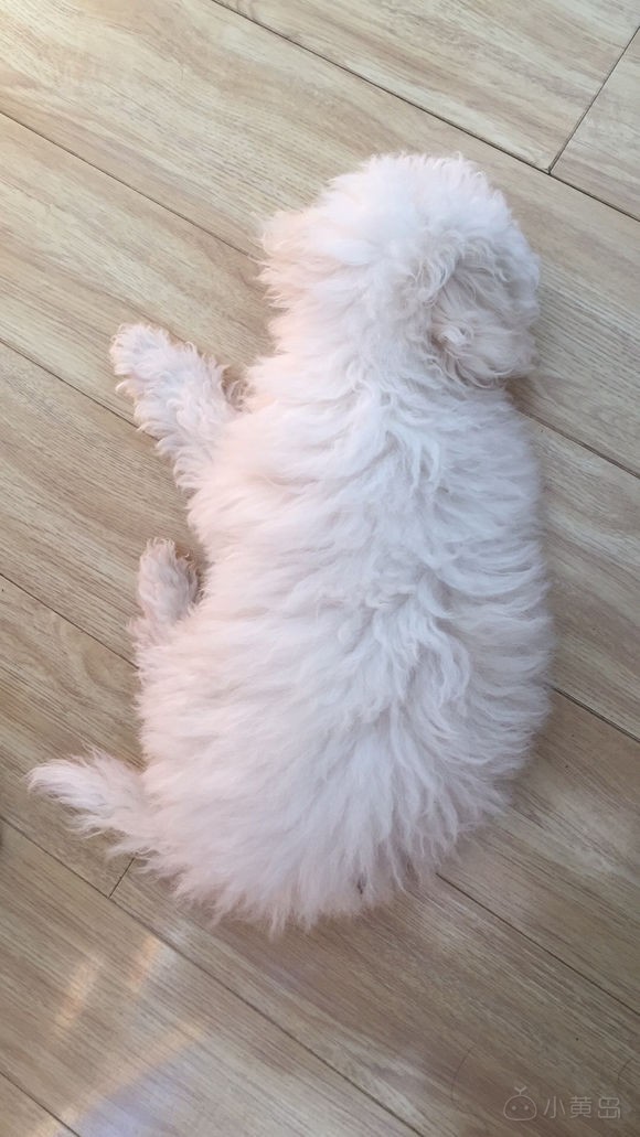 有没有想养狗的.公比熊.7个多月.找好心人.非诚勿扰.谢谢