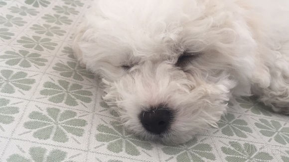 有没有想养狗的.公比熊.7个多月.找好心人.非诚勿扰.谢谢