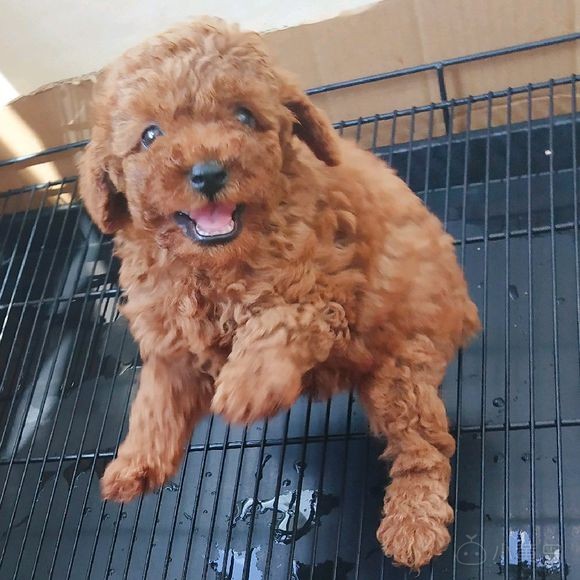 自家养的，敲可爱