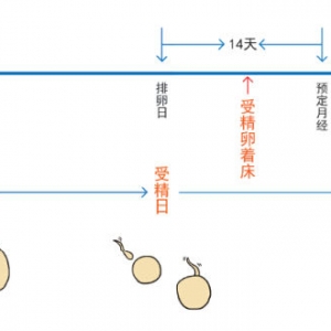 受孕成功(图)