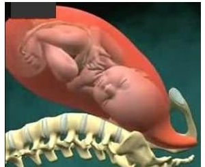 胎儿是怎样通过产道出生的(组图)