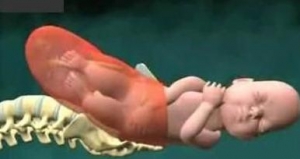 看看生孩子全过程(组图)