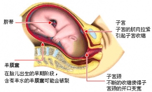 生育奥秘：胎儿出生全过程(组图)