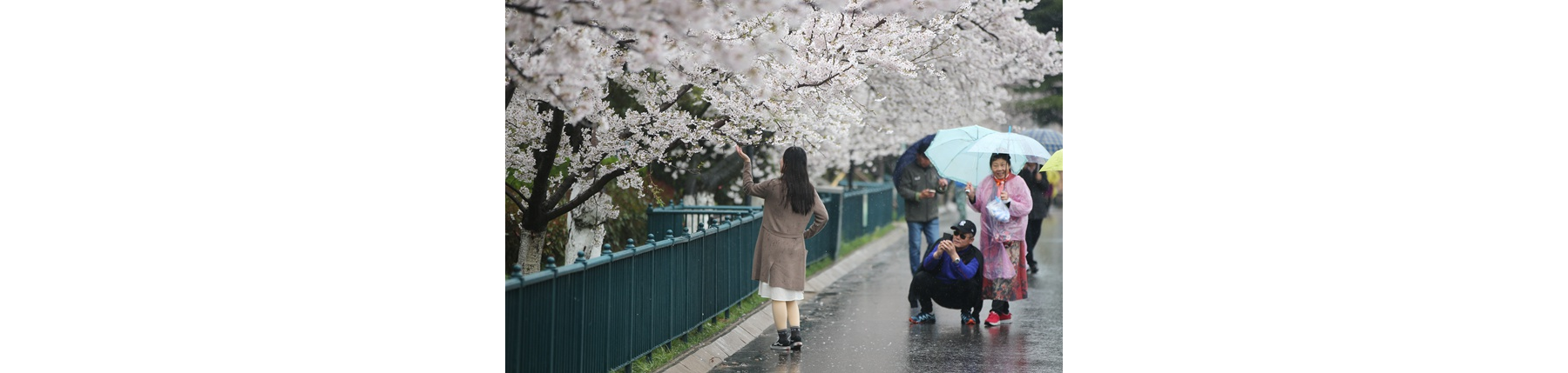 青岛今天有小雨！却挡不住游客的赏花热情