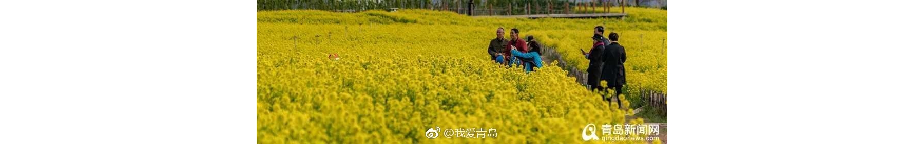 西海岸油菜花海变网红打卡地 数万游客来此踏青