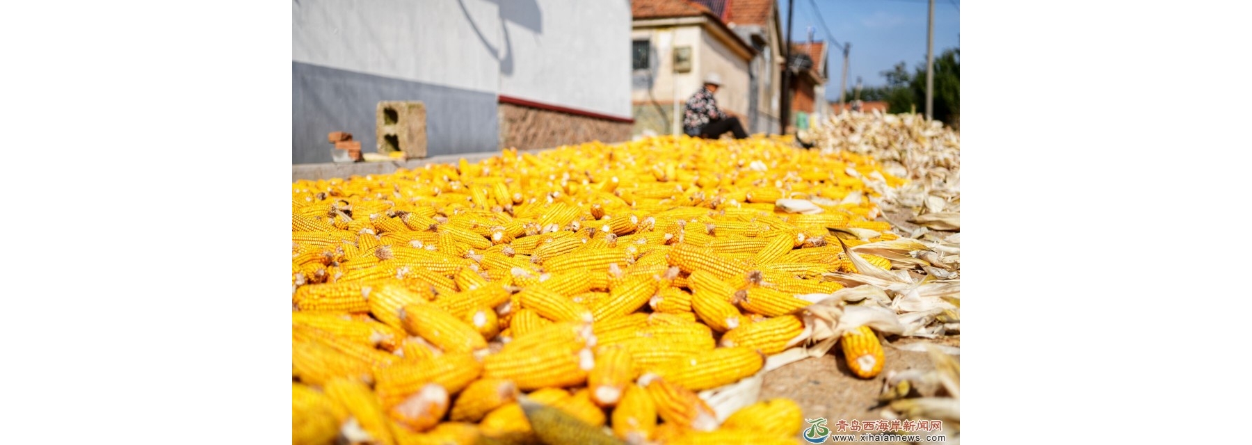 苗家河村看丰收