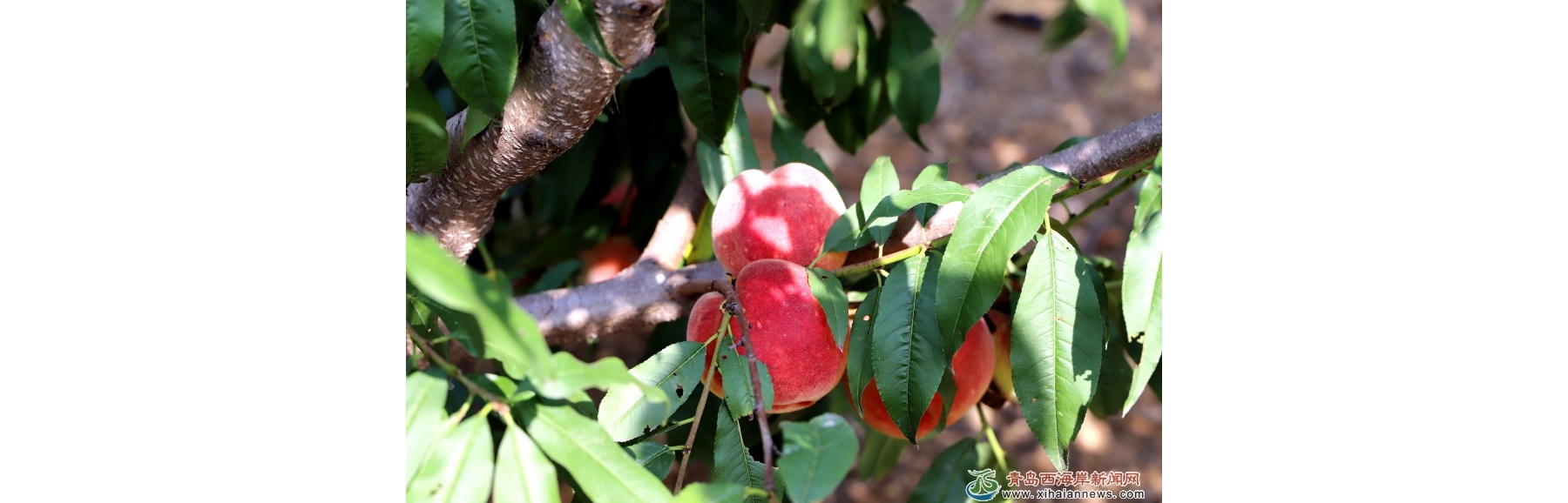 金秋红蜜桃上市，市民纷纷尝鲜
