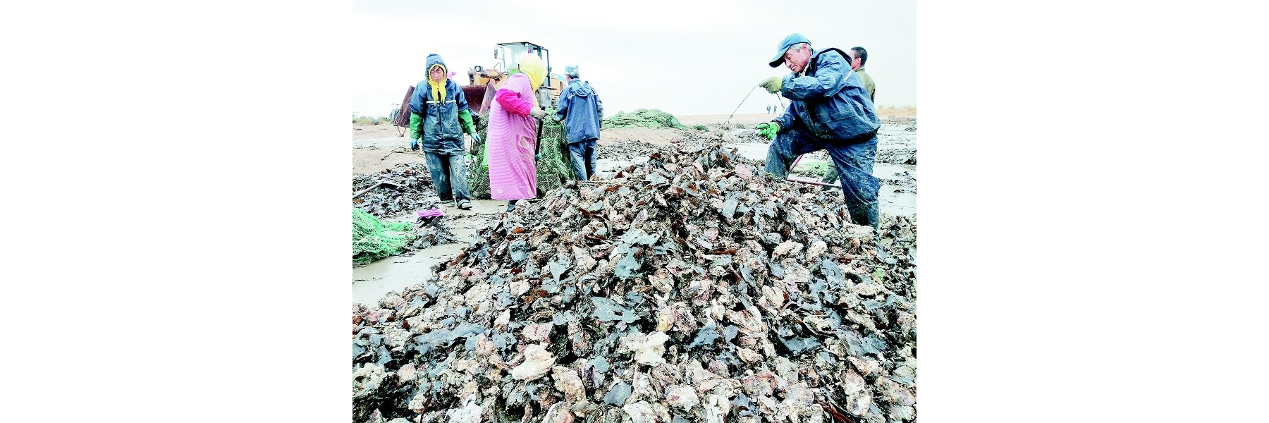 海蛎子育肥忙春节就能上市