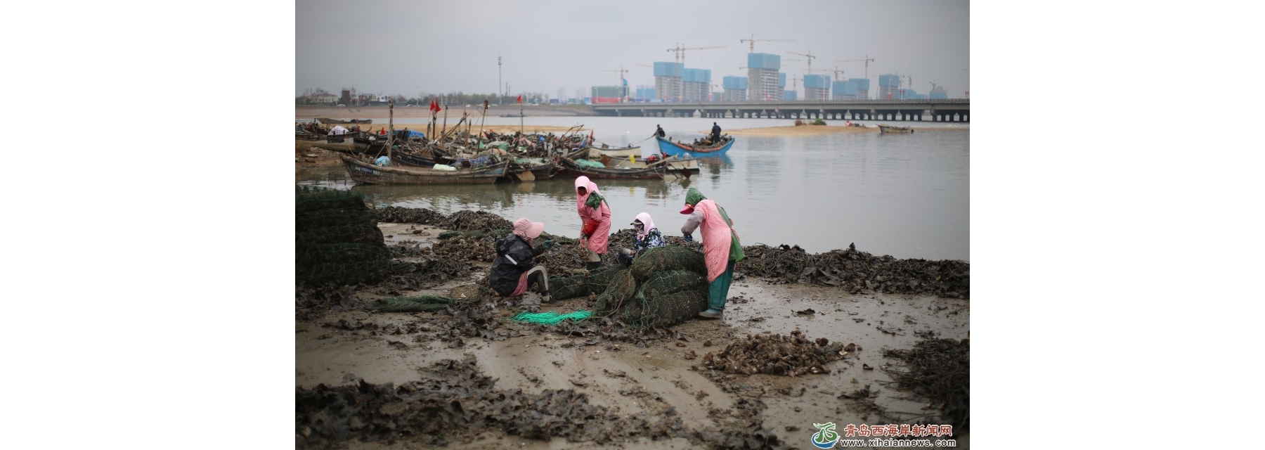 海蛎子“播种”啦！
