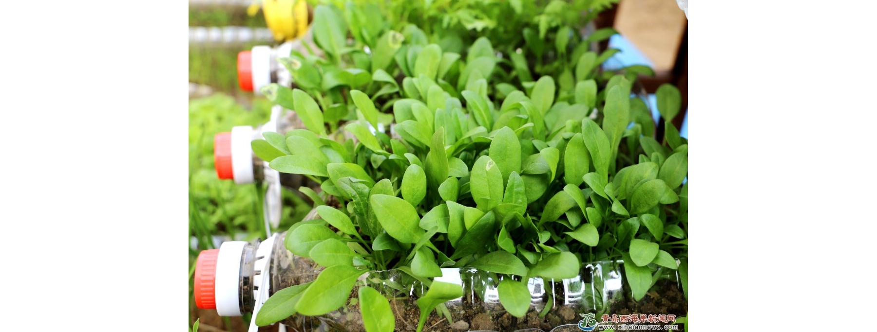 西海岸新区“双珠共享家”瓶子菜园亮相