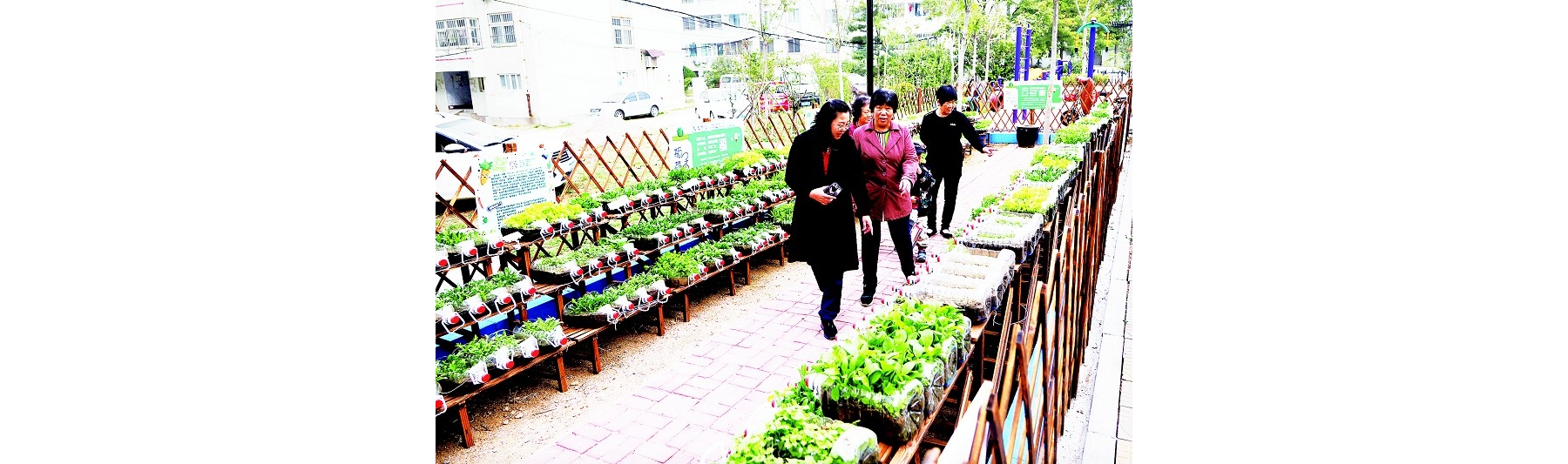 “瓶子菜园”成社区新时尚