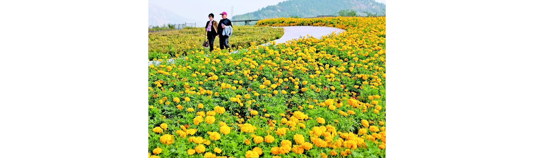 秋高气爽赏菊正当时