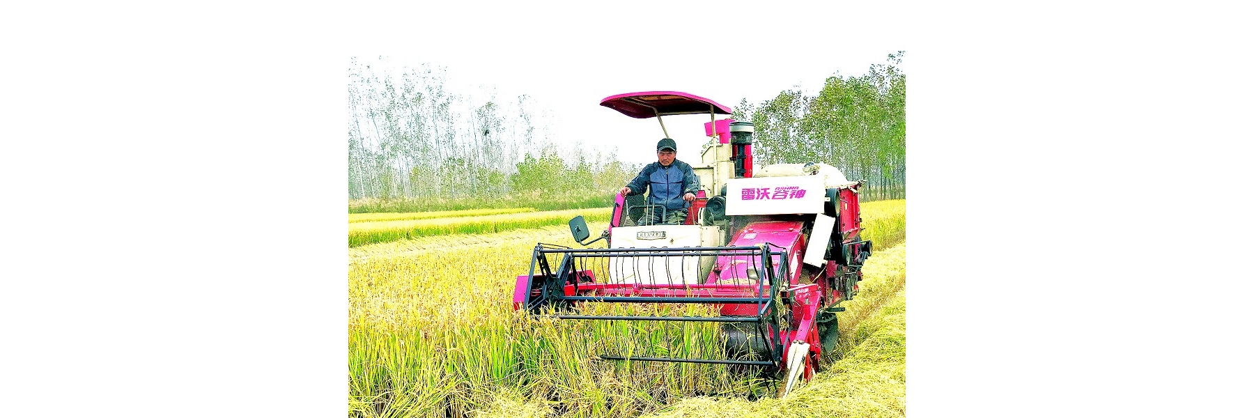 千亩湿地变良田 稻谷飘香是丰年