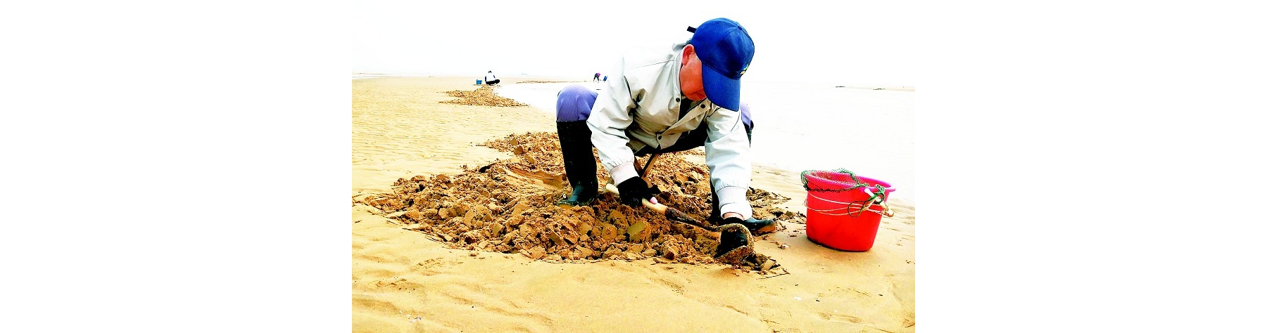 老有所乐挖蛤蜊