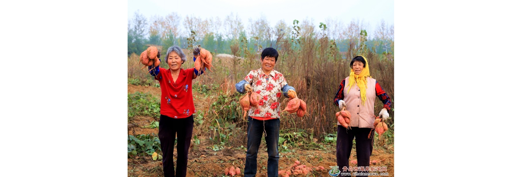 “蜜薯”丰收乐农家
