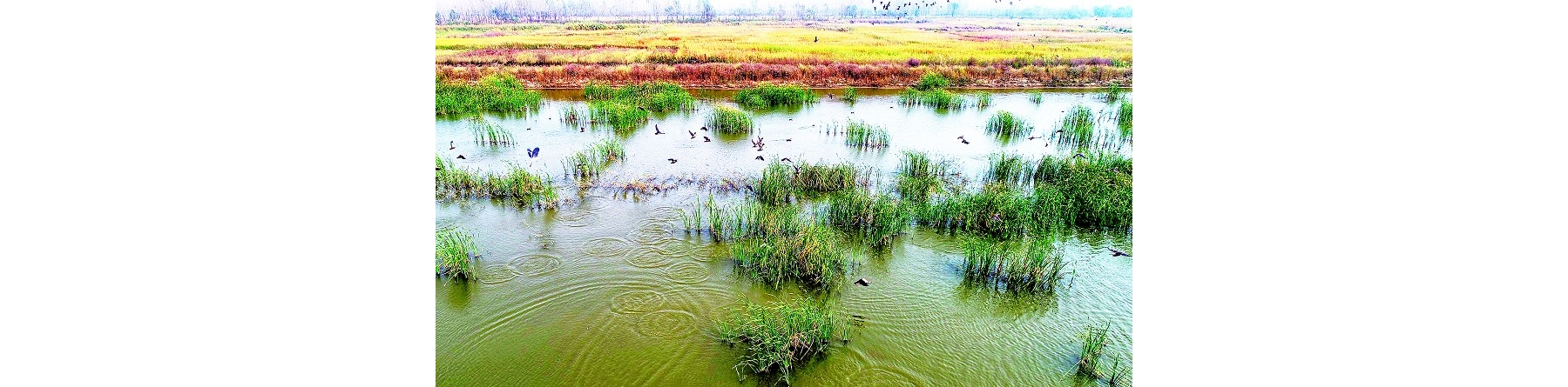 生态保护见成效稻田水鸟振翅飞