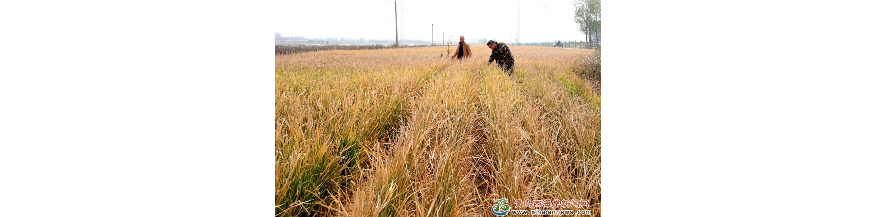六汪镇旱稻长势喜人 丰收在望
