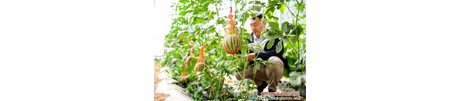 “空中西瓜”网兜装，亟待成熟错峰上市