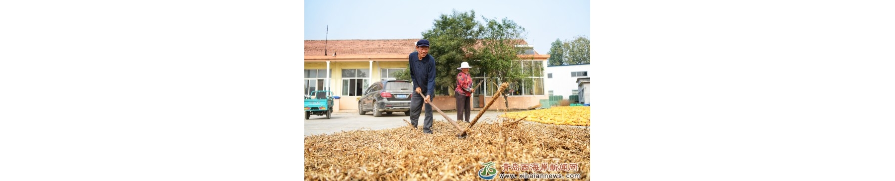 霜降时节打豆忙
