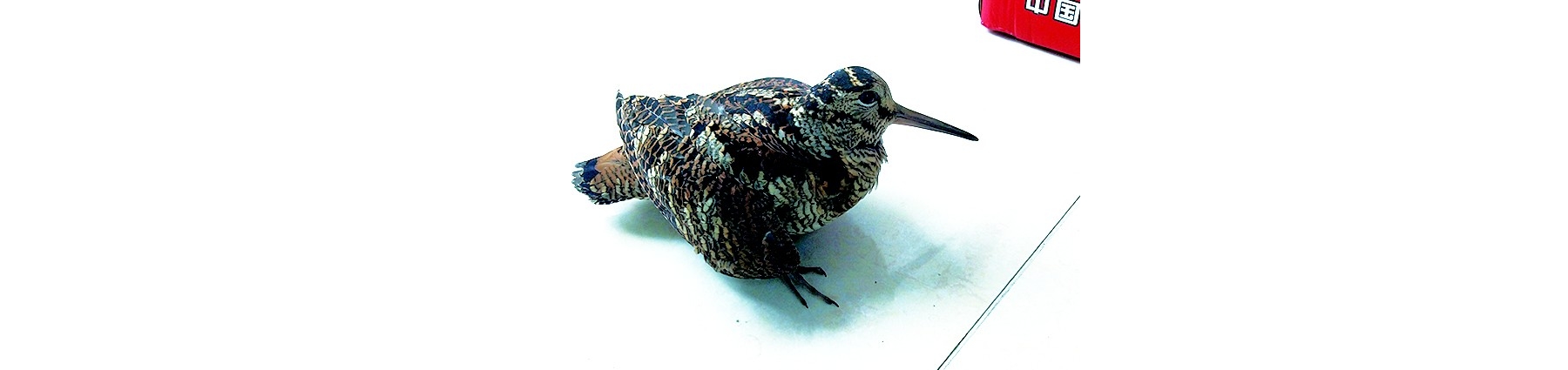 网格员捡受伤小鸟竟是国家保护动物