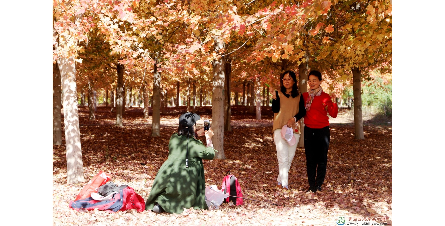 火红枫叶林盛开西海岸