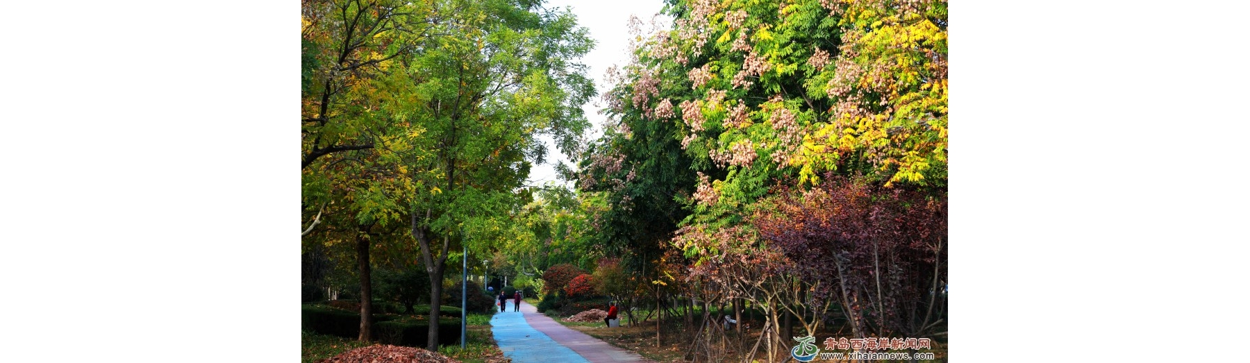 城市绿道 秋色迷人