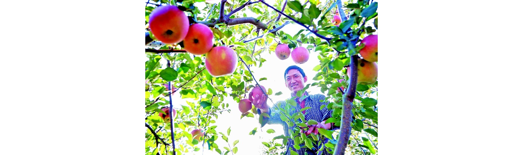 苹果喜丰收村民笑开颜