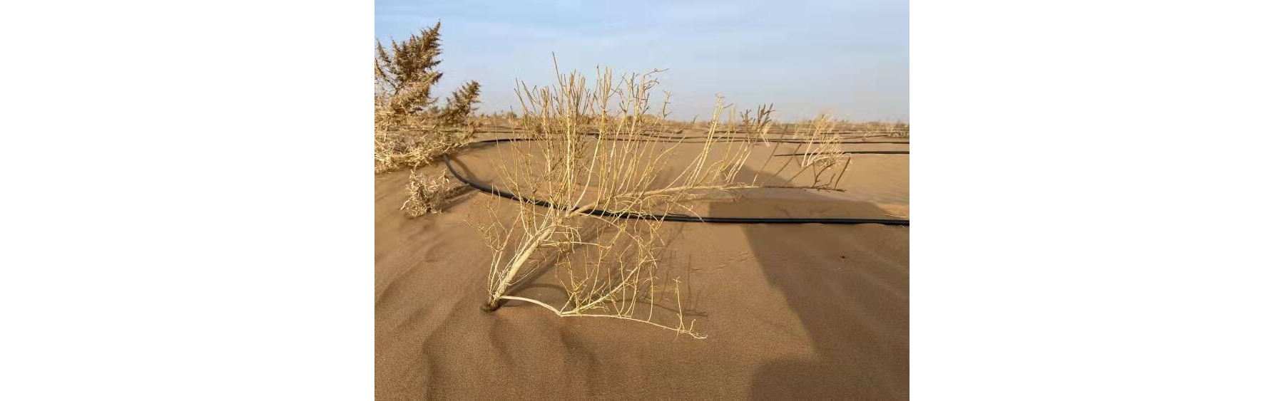 董家口出入境边防检查站：干警“云种树”，植绿防风沙