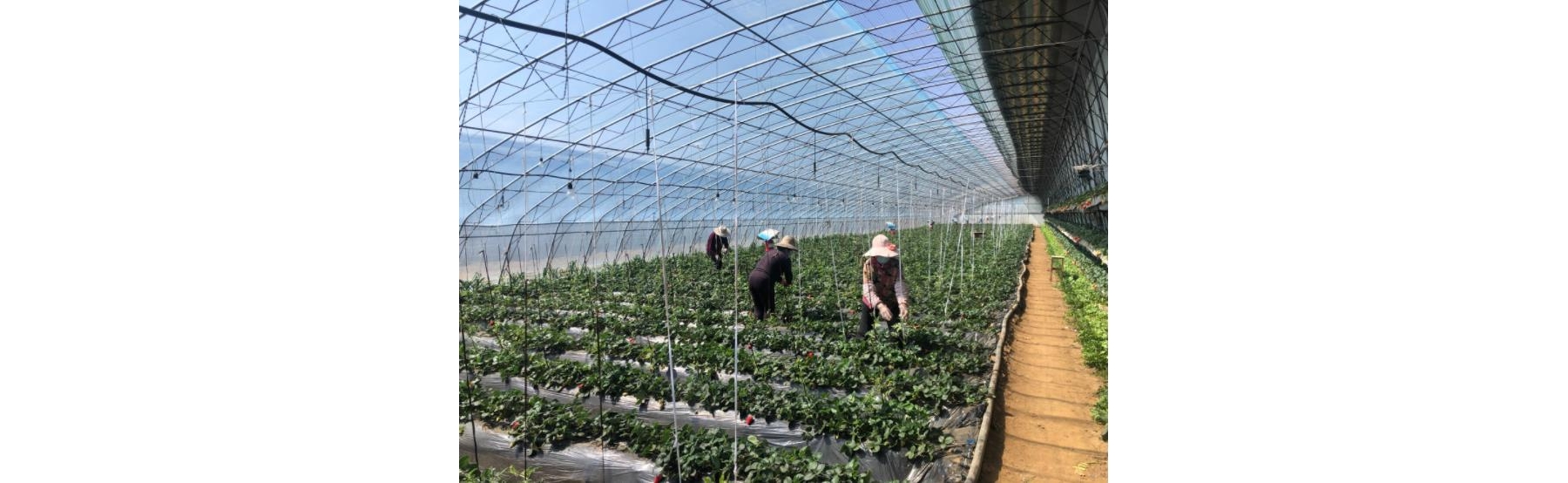 区农业农村局：抢抓农时，“科技壮苗”保丰收