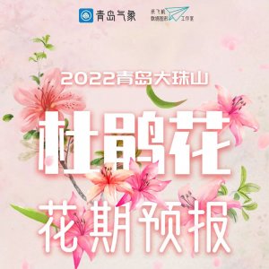 2022青岛大珠山杜鹃花预报新鲜出炉