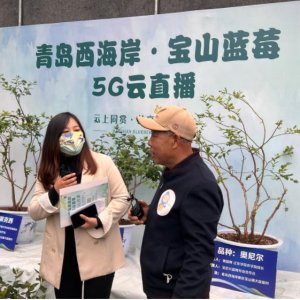 宝山镇：“云上”种蓝莓，享耕作乐趣